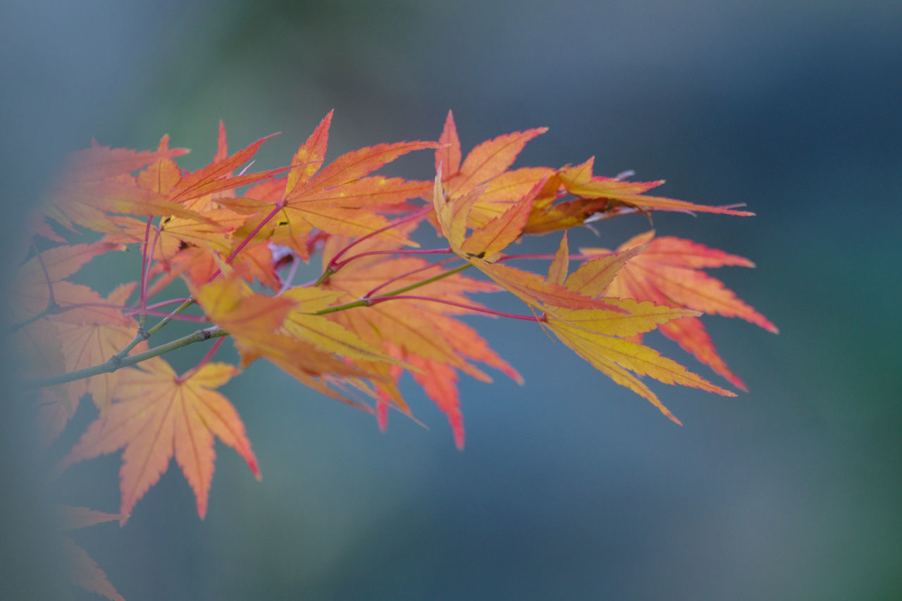 autumn, leaf, plant part, nature, tree, maple, maple leaf, plant, orange color, beauty in nature, no people, flower, macro photography, maple tree, close-up, branch, multi colored, outdoors, red, yellow, focus on foreground, day, tranquility, plant stem, sunlight