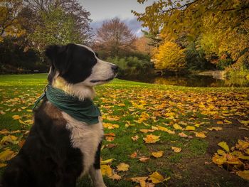 View of a dog looking away