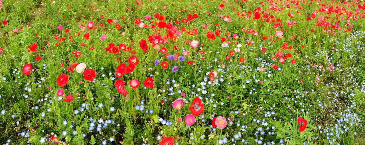 flower, freshness, growth, beauty in nature, red, field, fragility, plant, nature, blooming, petal, green color, poppy, tulip, flower head, abundance, grass, flowerbed, in bloom, high angle view