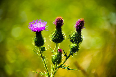 Three green thistles and a pink flower with a green background