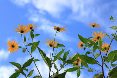 Close-up of flowering plant against blue sky