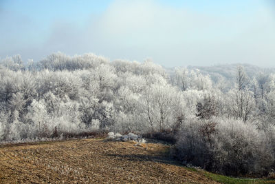 Trees on field against sky during winter