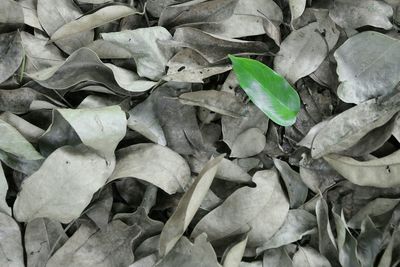 Full frame shot of leaves