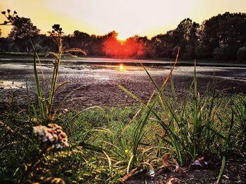 Sun shining through grassy field