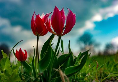 Close-up of red tulips on field against sky