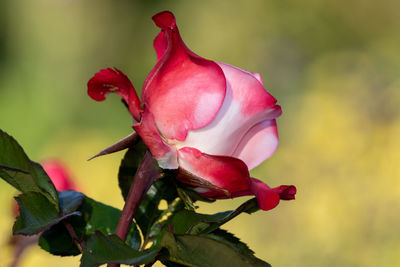 Close up of a rose in bloom in the garden