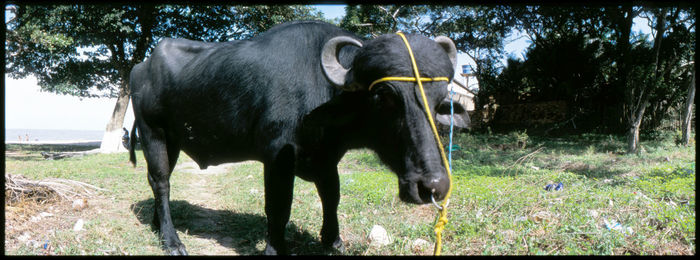 Cows standing on field