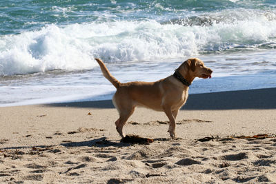 Dog on beach