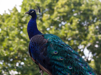 Low angle view of peacock