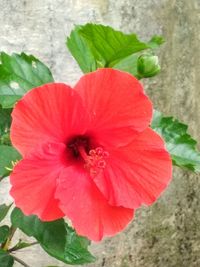 Close-up of red hibiscus blooming outdoors