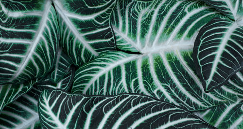 Full frame shot of palm leaves