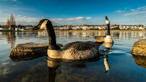 View of duck swimming in lake