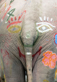 Rear view of elephant with anthropomorphic face