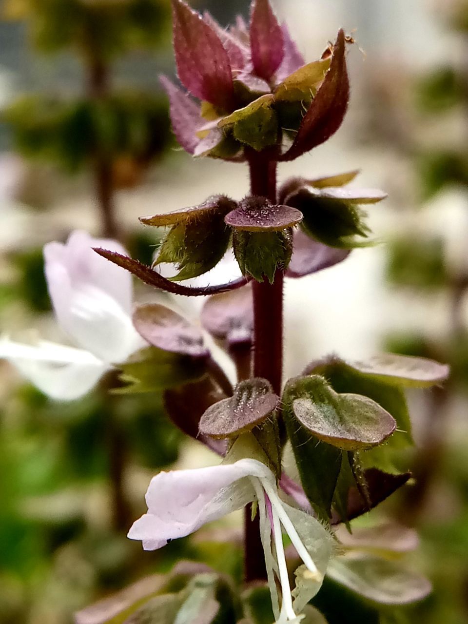 CLOSE-UP OF FLOWERING PLANT AGAINST WHITE WALL