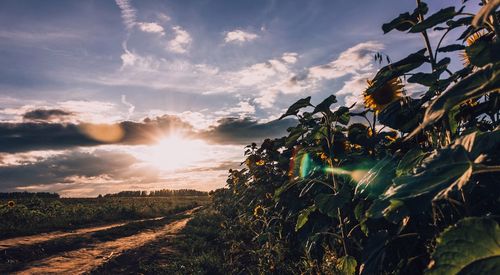 Scenic view of field against sky at sunset