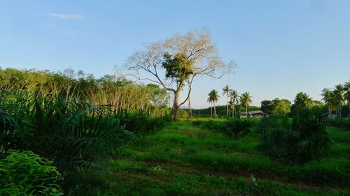 Trees on field against sky