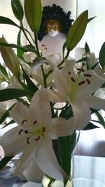 Close-up of white flower