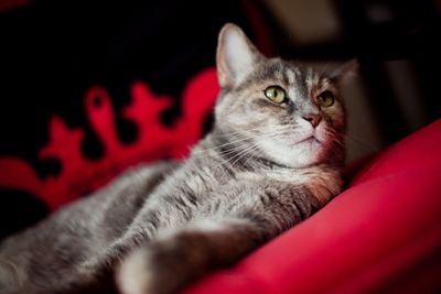 Close-up portrait of cat