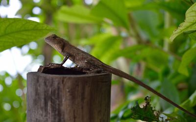 Close-up of iguana