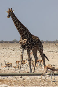 Giraffe and gazelles in zoo