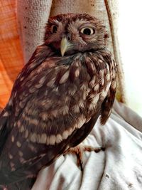 Portrait of owl