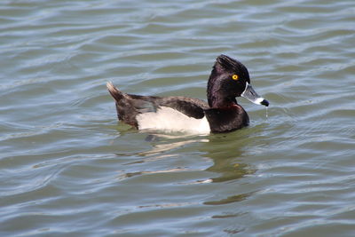 Close-up of duck swimming on lake