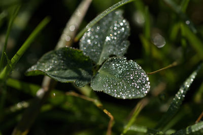 Close-up of raindrops on leaves