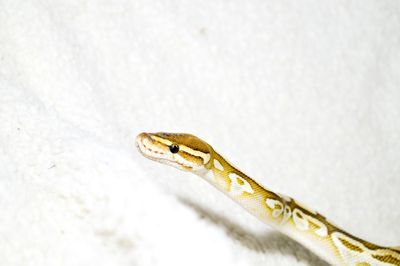 Close-up of lizard