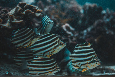 Close-up of fish swimming in aquarium