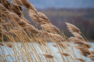 Close-up reed in the wind near a lake