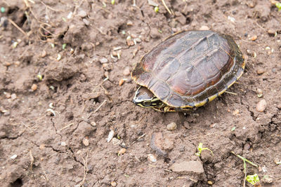 High angle view of turtle on land