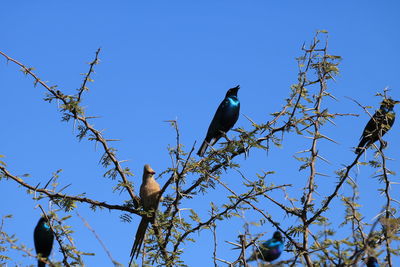 Low angle view of bird perching on tree against clear blue sky