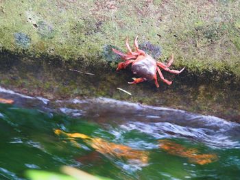 Close-up of crab in sea