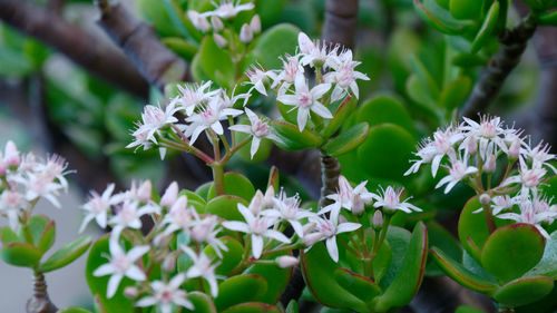 Close-up of flowers blooming outdoors