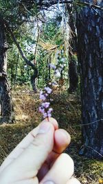 Cropped image of person on tree trunk in forest