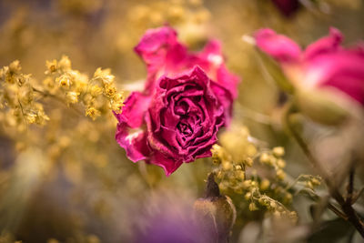 Close-up of flowers against blurred background