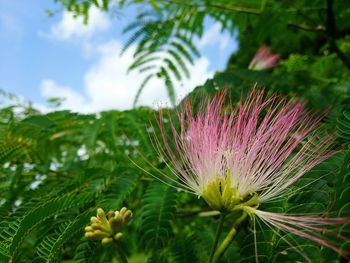 Close-up of purple flowers