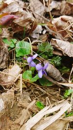 Close-up of crocus against plants