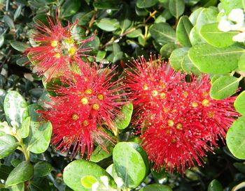 Close-up of red flowers blooming outdoors