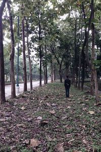 Trees in forest