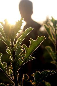 Close-up of plant in field