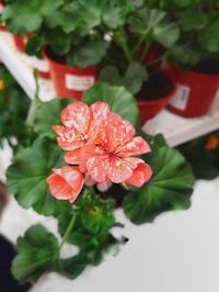 Close-up of red flowering plant