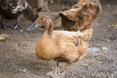 Side view of a duck on land