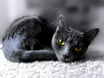 Close-up portrait of cat relaxing on floor