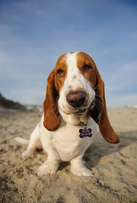 Basset hound dog standing on beach looking away