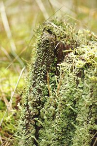 Close-up of plant