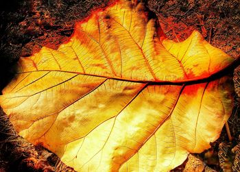 Close-up of dry leaf on land