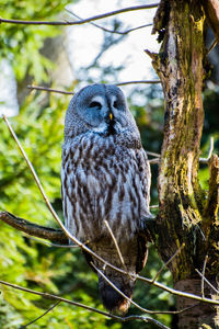 Close-up of owl perching on tree