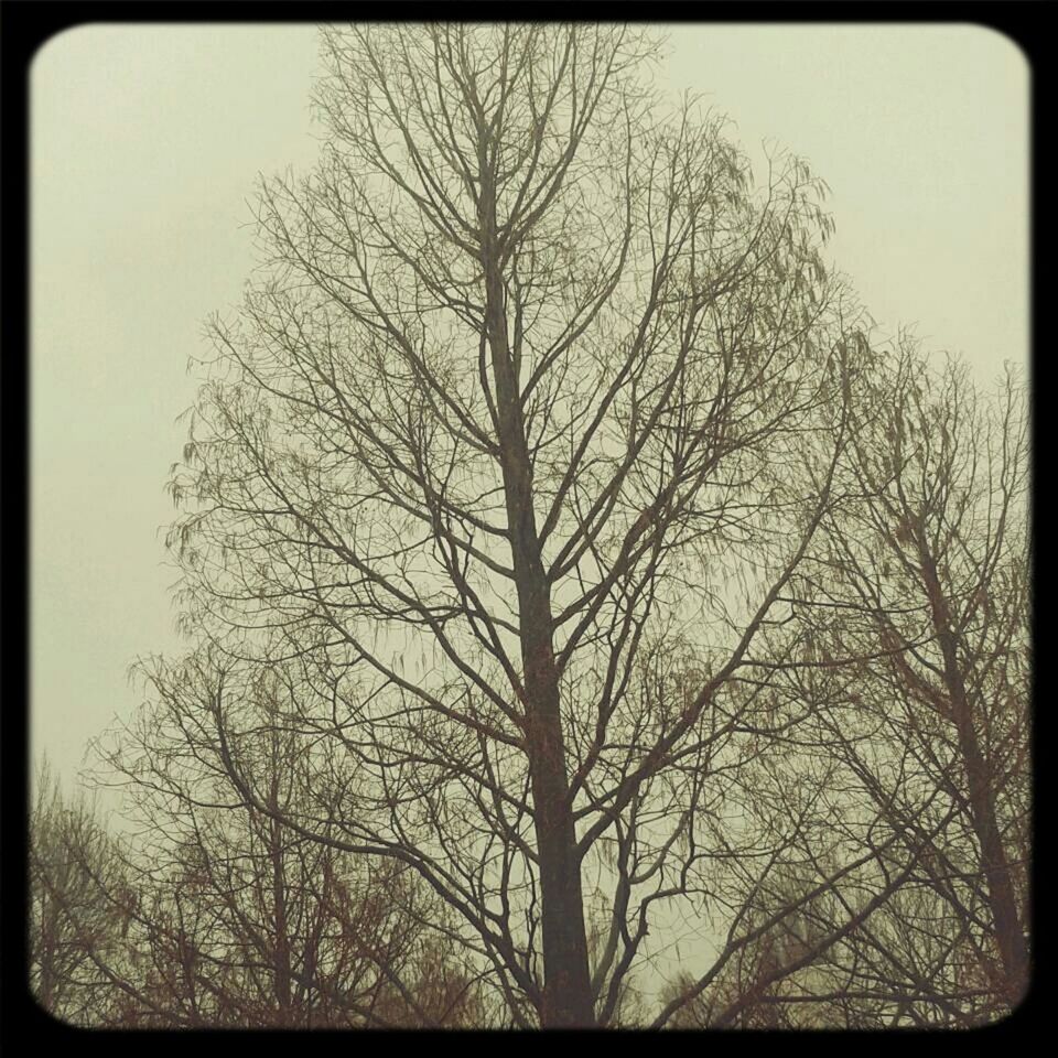 bare tree, transfer print, tree, branch, low angle view, auto post production filter, silhouette, tranquility, sky, nature, beauty in nature, clear sky, scenics, tranquil scene, outdoors, no people, dusk, growth, day, tree trunk