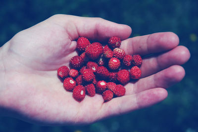 Close-up of hand holding wild strawberries